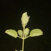 Ruellia patula Jacq.